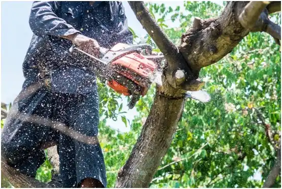 tree services Rafael Hernández